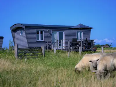 Sternenglück Schafweide