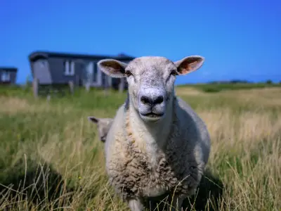 Schaf vor Tinys