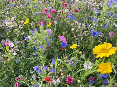Wolkenzauber Blühwiese