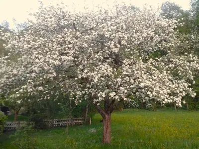 Apfelbaum im Garten im Frühling