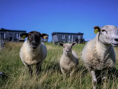 Wiesen-Loge Schafweide