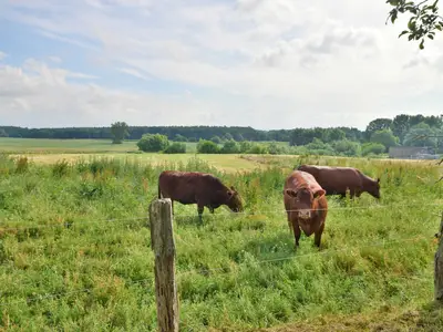 Ferienwohnung für 4 Personen (65 m²) in Bad Kleinen 4/10