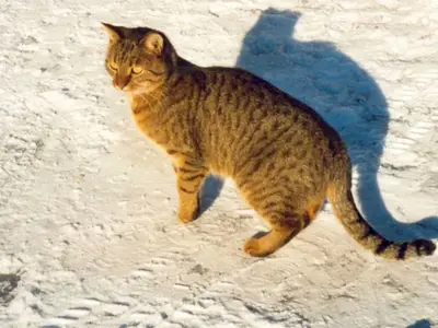 Ferienwohnung für 4 Personen (55 m²) in Tannheim 3/10