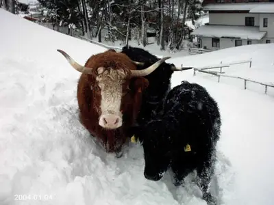 Ferienwohnung für 4 Personen (55 m²) in Tannheim 5/10