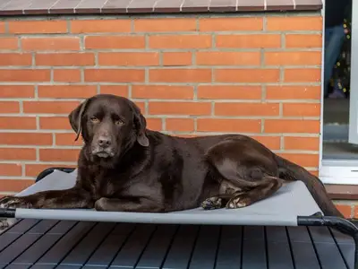 Ferienwohnung für 3 Personen (50 m²) in Friedrichskoog 8/10