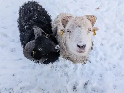 Ferienwohnung für 4 Personen (65 m²) in Worpswede 2/10