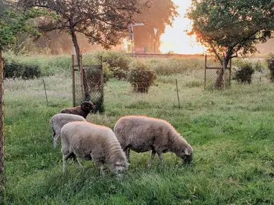 Ferienwohnung für 4 Personen (65 m²) in Worpswede 10/10