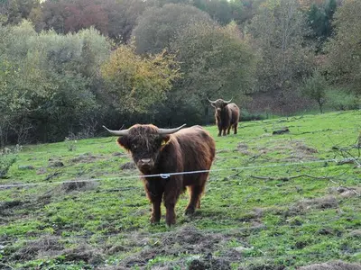 Ferienwohnung für 4 Personen (60 m²) in Strullendorf 7/10