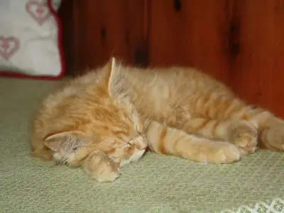 "Tiger" beim Chillen