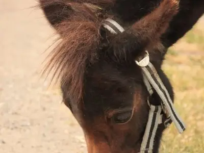 Ferienwohnung für 4 Personen (40 m²) in Grömitz 7/10