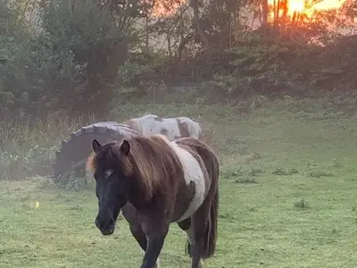 Ferienwohnung für 4 Personen (45 m²) in Grömitz 10/10