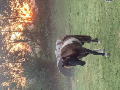 Ferienwohnung für 4 Personen (38 m²) in Grömitz 5/10