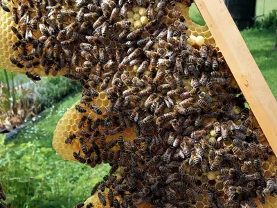 Zum Bienenstock-Bienenwaben