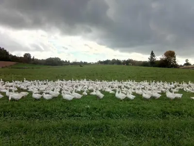 Zum Bienenstock -Landschaft