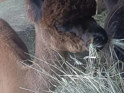 Ferienwohnung für 4 Personen (75 m²) in Arzl im Pitztal 2/10