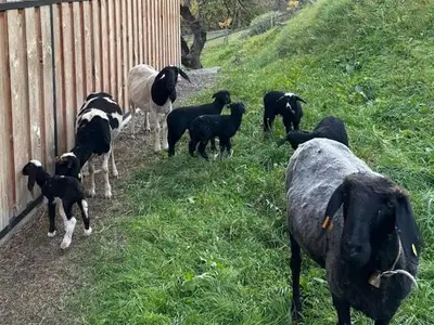 Ferienwohnung für 4 Personen (75 m²) in Arzl im Pitztal 4/10