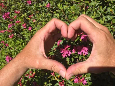 Almrauschblüte Ende Juni