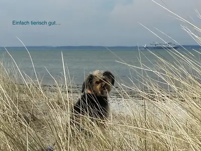 Ferienwohnung für 4 Personen (40 m²) in Marina Wendtorf 8/10