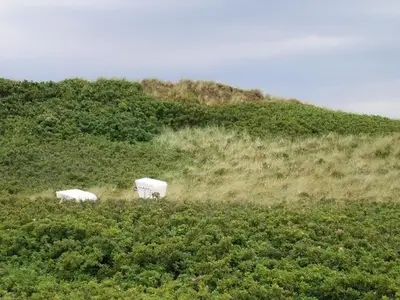 Ferienwohnung für 3 Personen (62 m²) in Kampen 9/10