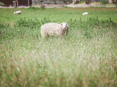 Ferienwohnung für 4 Personen (50 m²) 10/10