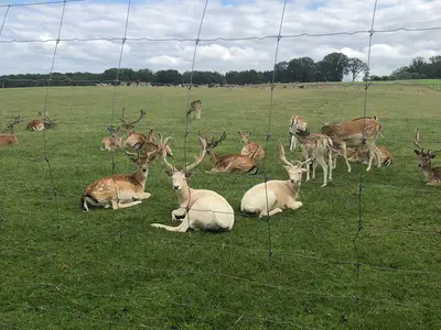 Traumschleifchen Wildgehege
