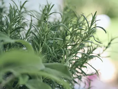 Fichtelgruen_GIP3599_1600px