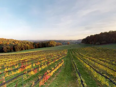 BS-Ramminger_Weingarten_Oststeiermark