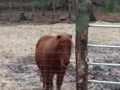 Ferienwohnung für 6 Personen (75 m²) in Soderstorf 8/10