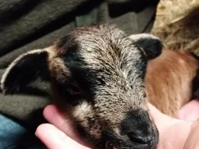 Ferienwohnung für 6 Personen (75 m²) in Soderstorf 10/10