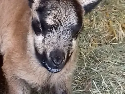 Ferienwohnung für 6 Personen (75 m²) in Soderstorf 8/10