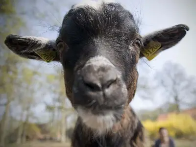 Ferienwohnung für 3 Personen (80 m²) in Soderstorf 10/10