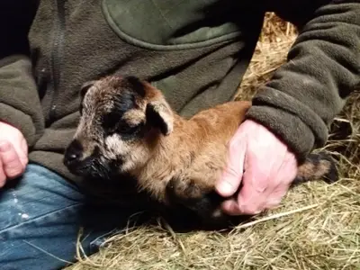 Ferienwohnung für 6 Personen (73 m²) in Soderstorf 8/8