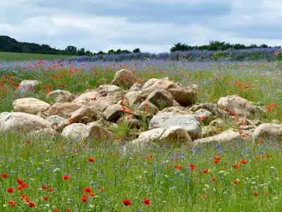 Ferienwohnung für 5 Personen (58 m²) in Lohme (Rügen) 9/10