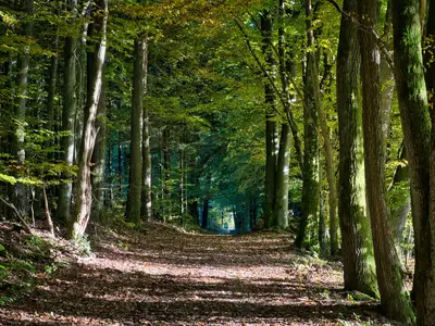 Am Limespfad-Hesselbach im Herbst