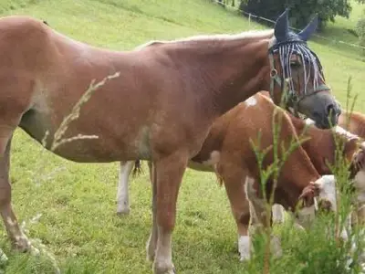 Ferienwohnung für 4 Personen (50 m²) in Steinbach am Attersee 9/10