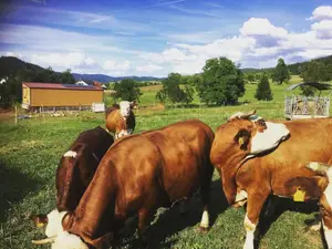 Ferienwohnung für 4 Personen (65 m²) in Zell am Harmersbach