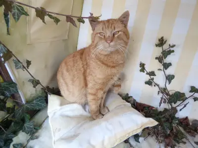 Ferienwohnung für 4 Personen (45 m²) in Stadt Berching 1/10