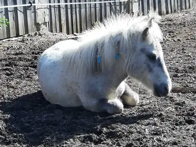 Ferienwohnung für 6 Personen (60 m²) in Aufseß 7/10