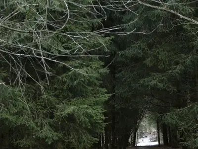 Wald in der nahen Umgebung