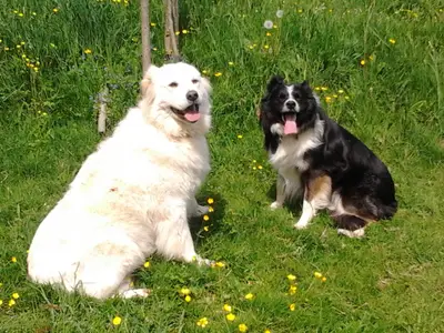 Ferienwohnungen Zeltnerhof, Hunde