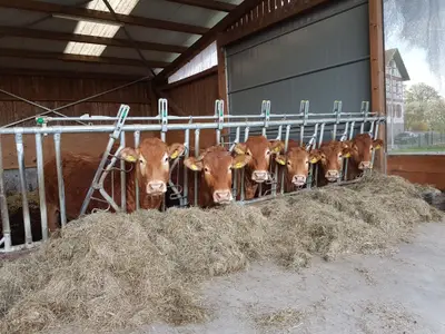 Ferienbauernhof Brandt- Stall