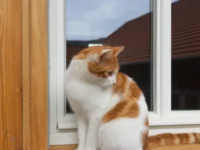 Ferienbauernhof Brand-Hofkatze