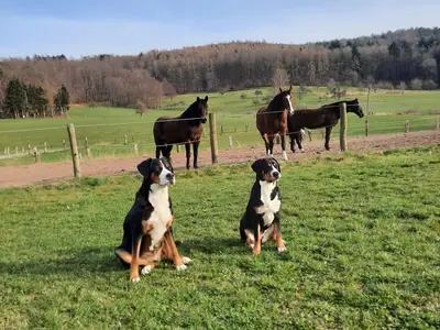 Ferienbauernhof Brandt-Unsere Hunde