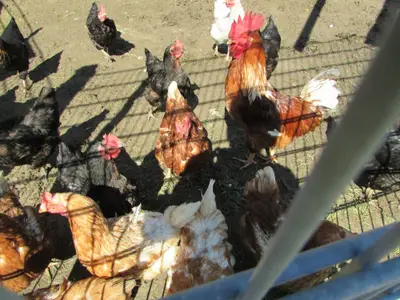 Unsere Hühner mit Gockel