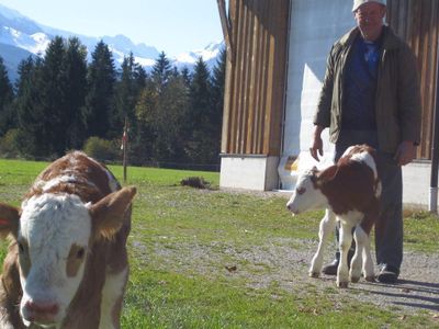 Bio-Bauernhof-Haslach-Kaelber