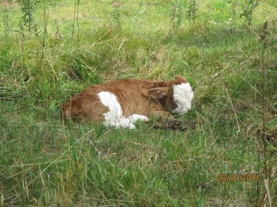 Kalb auf Alm