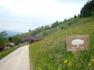 Unsere blühende Wiese vom Frühsommer 2014