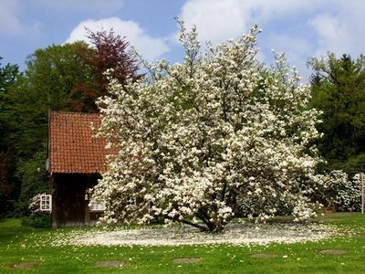 Ferienhaus Speicher mit Magnolie