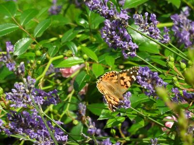 Lavendel mit Schmetterling