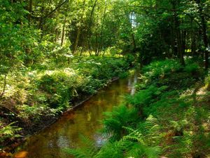 Bachlauf am Grundstück